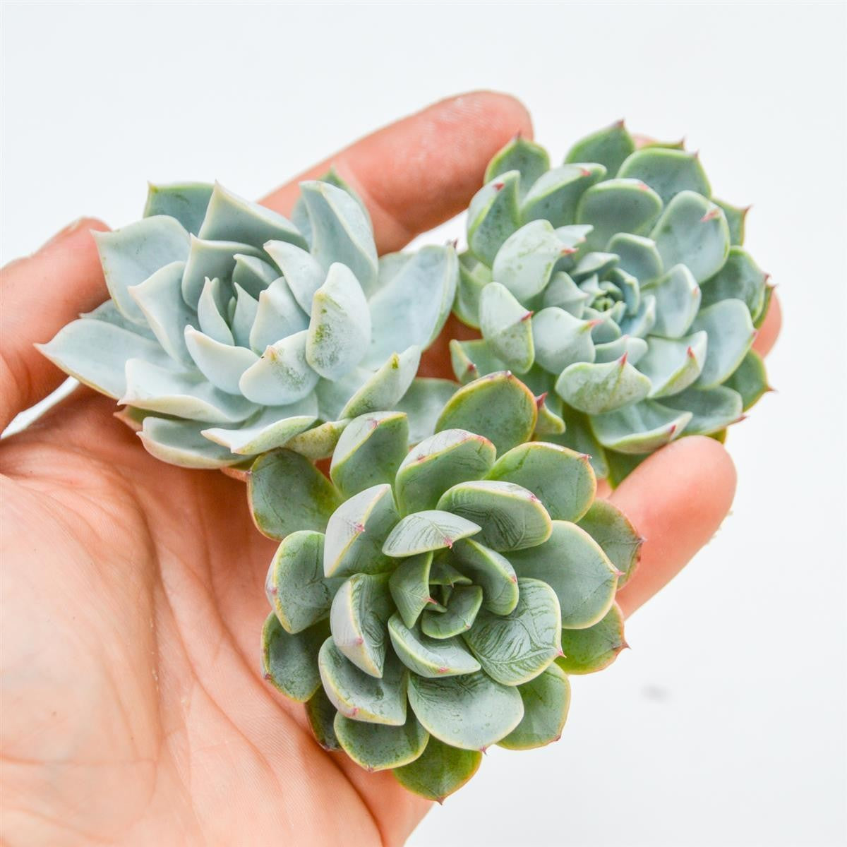 Set: E. Devils Feather, E. , S. suaveolens