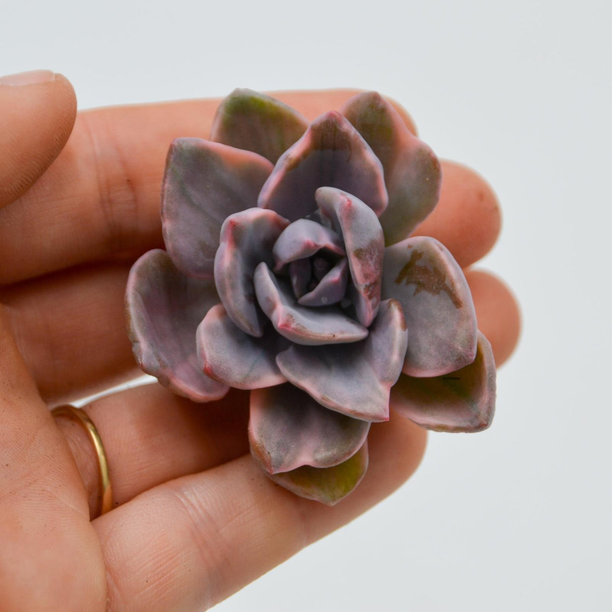 Graptoveria Mrs. Richards f. variegata
