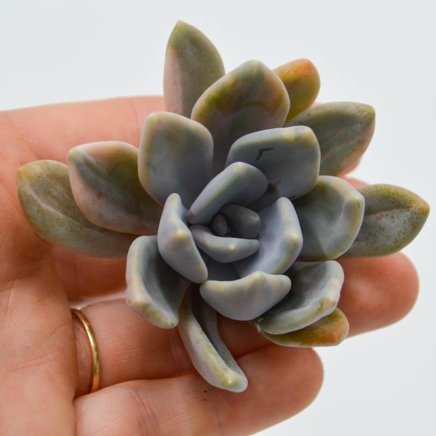 Graptoveria pachyphytoides var. variegata