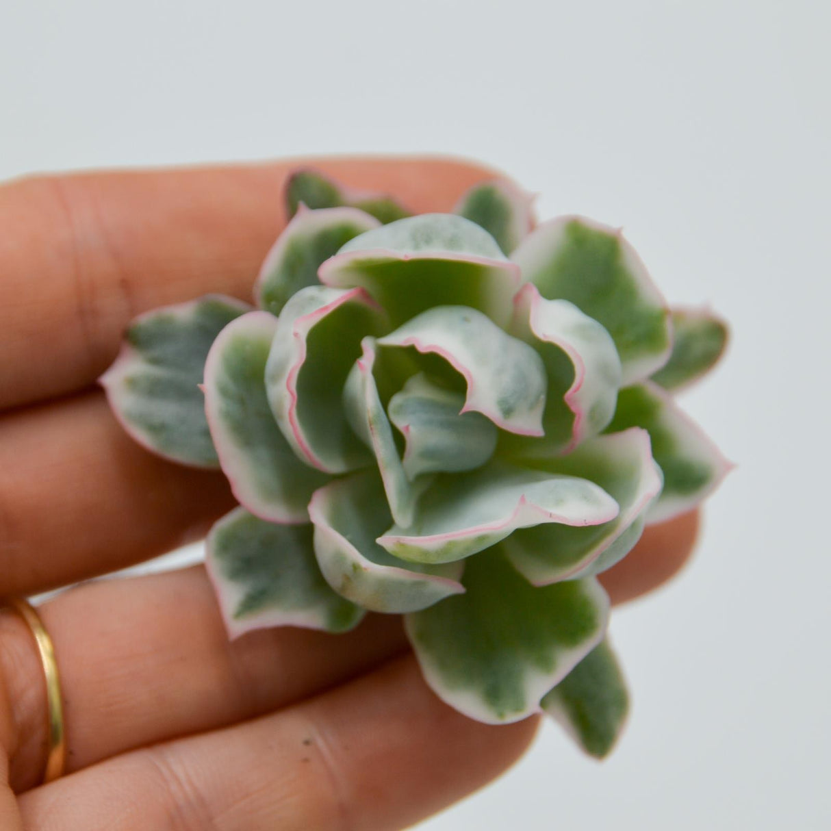 Echeveria Berkeley Light var.