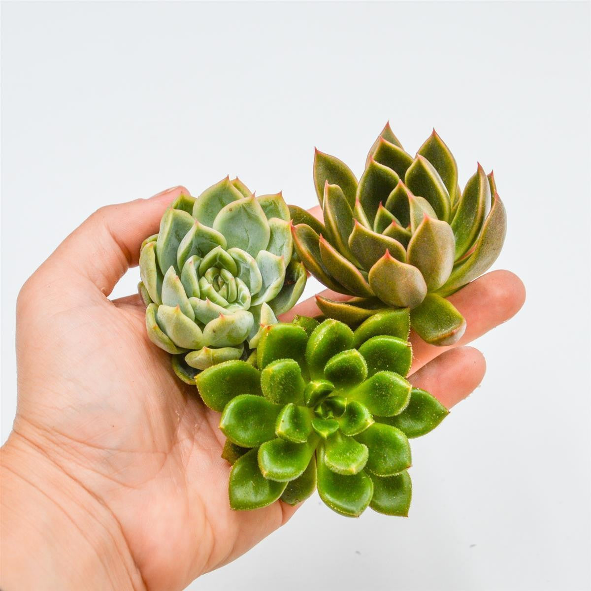 Set: E. Mira, E. Green Gem, C. Chubbs