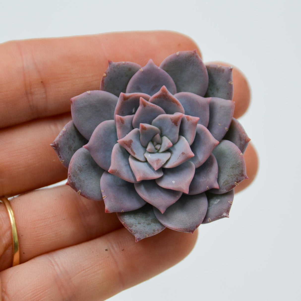Graptoveria Milky Way