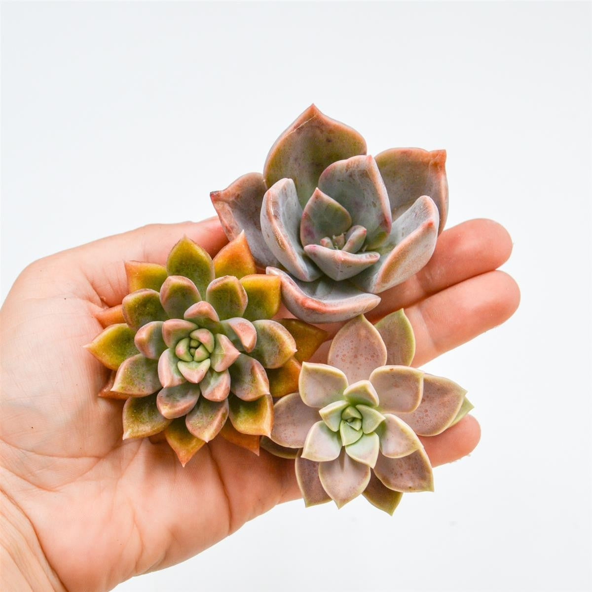 Set: G. Bainesii, G. , G. Melody