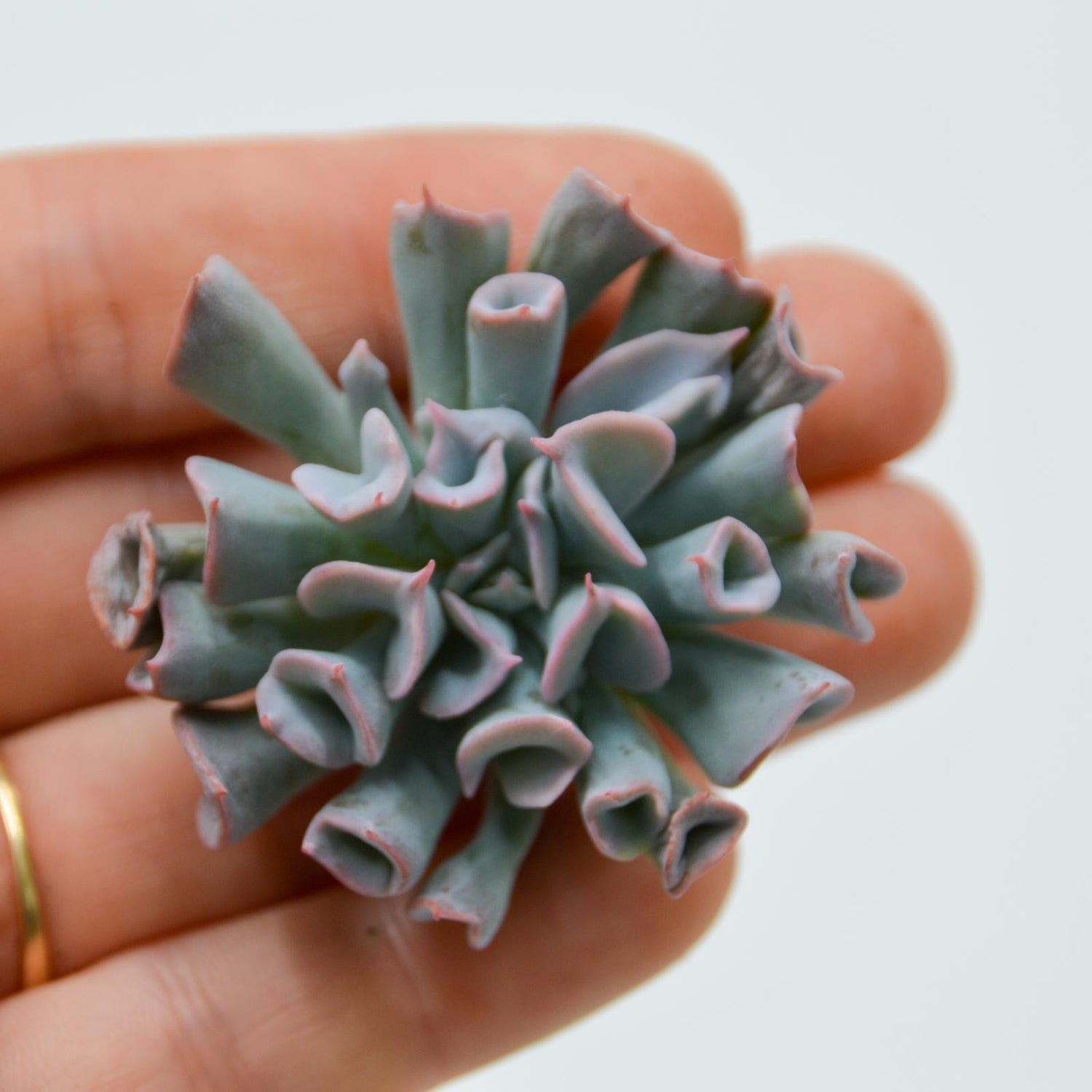 Echeveria Trumpet Pinky Short