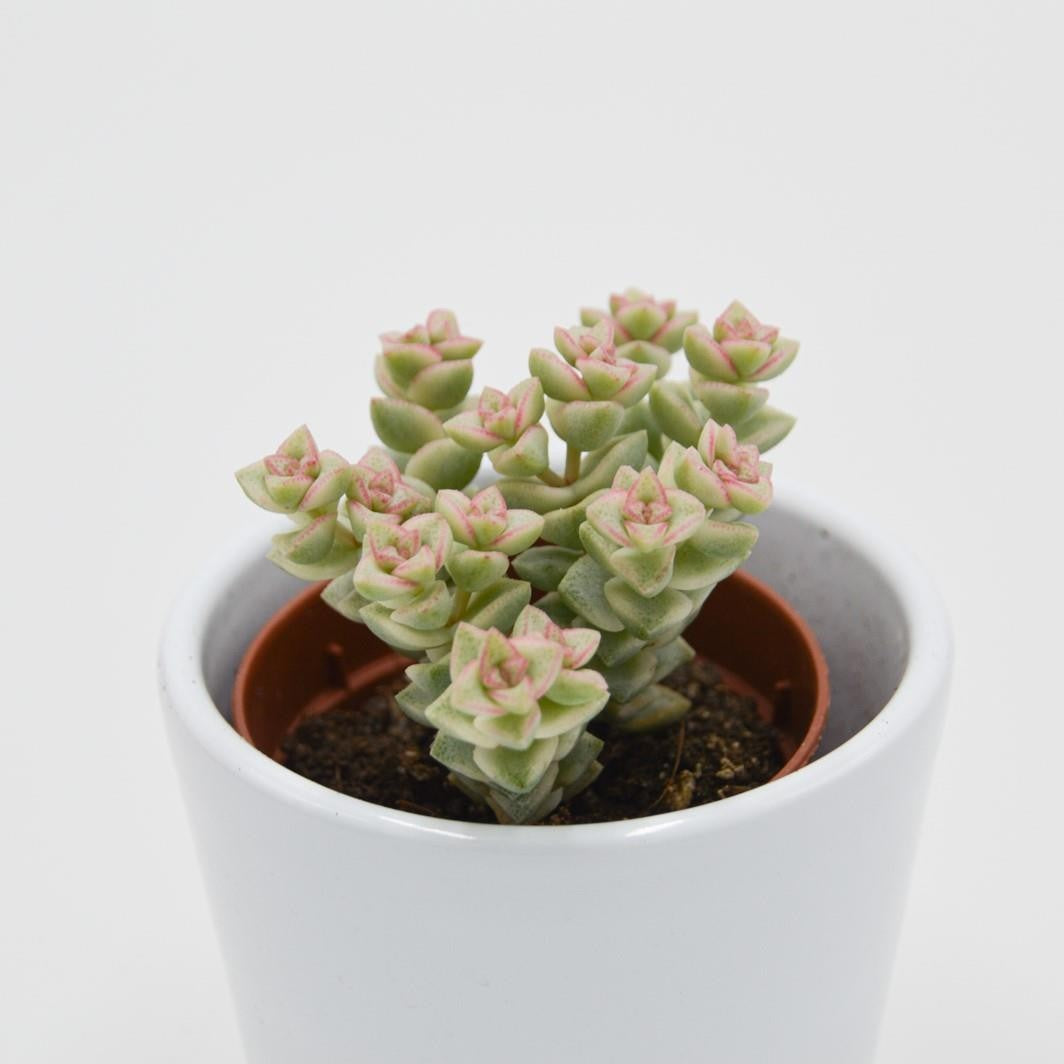 Crassula Tom Thumb f. variegata - 5.5cm