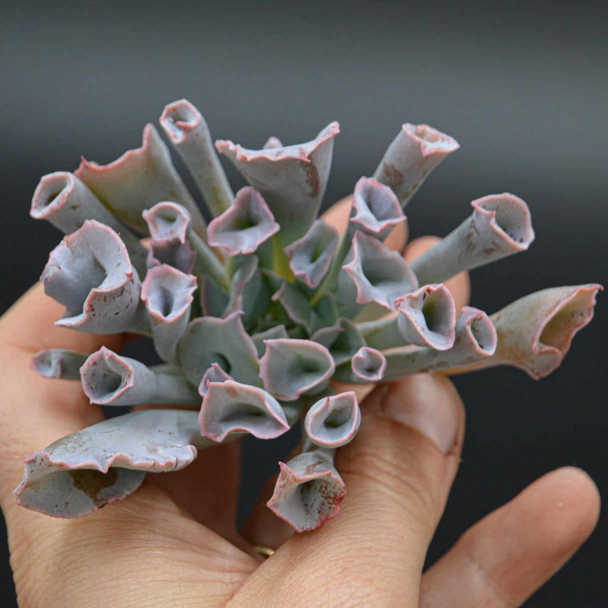 Echeveria Trumpet Pinky