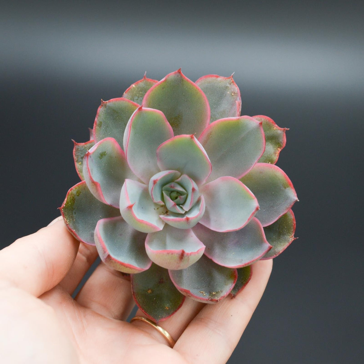 Echeveria Hera