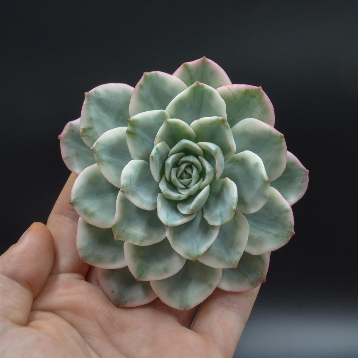 Echeveria Creamy Yellow f. variegata cutting