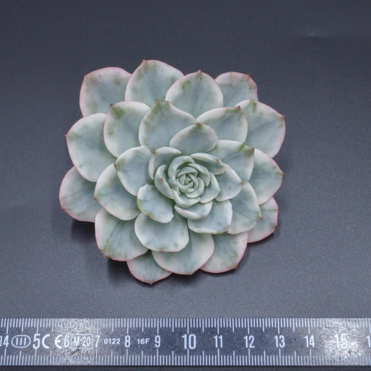 Echeveria Creamy Yellow f. variegata cutting