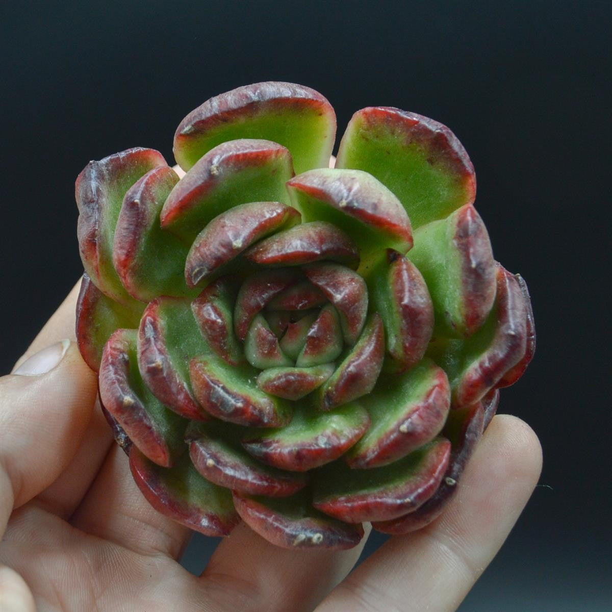 Echeveria Puli-lindsayana f. monstrose cutting