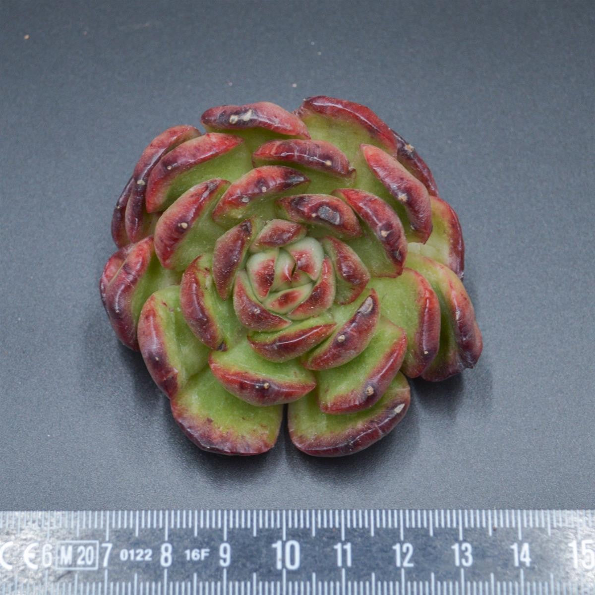 Echeveria Puli-lindsayana f. monstrose cutting