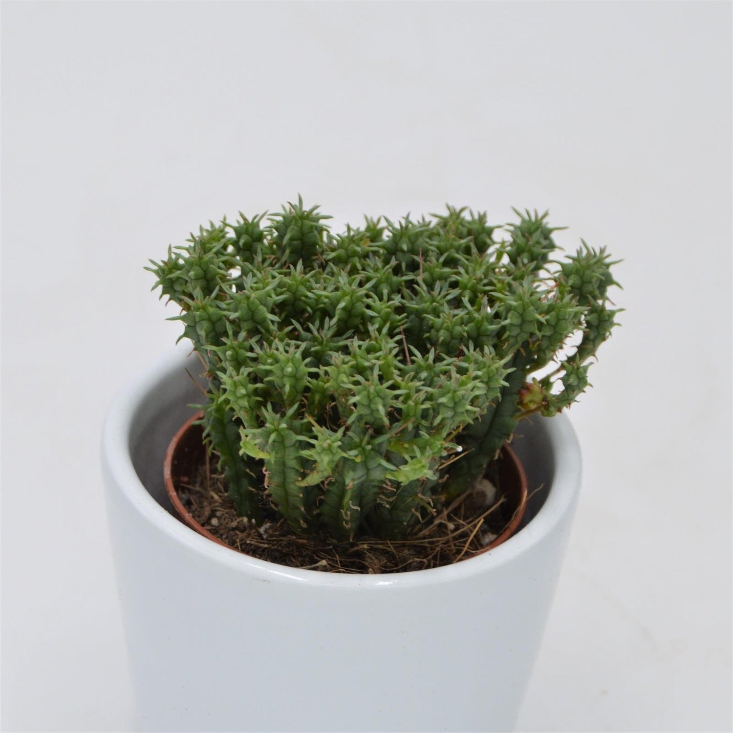 Euphorbia cristata - 5.5cm