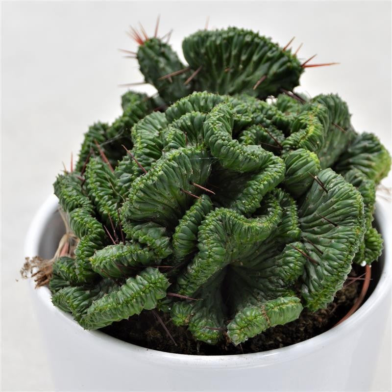 Euphorbia enopla f. cristata - 10.5cm