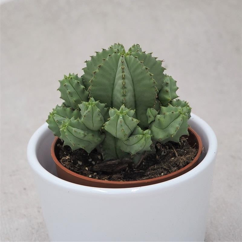 Euphorbia fruticosa f. inermis - 8.5cm