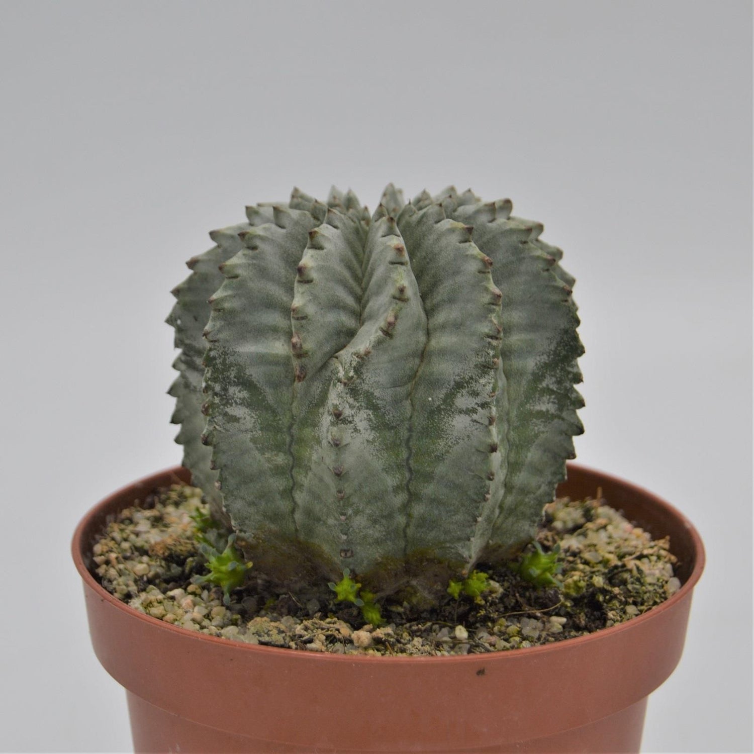 Euphorbia horrida var. striata alba - 13cm