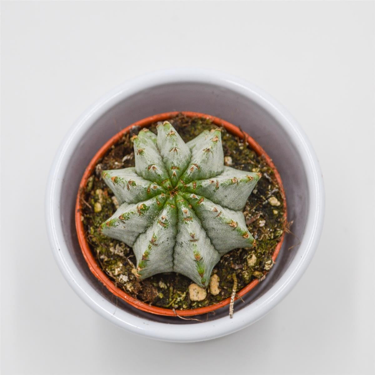 Euphorbia horrida v. striata alba - 5.5cm