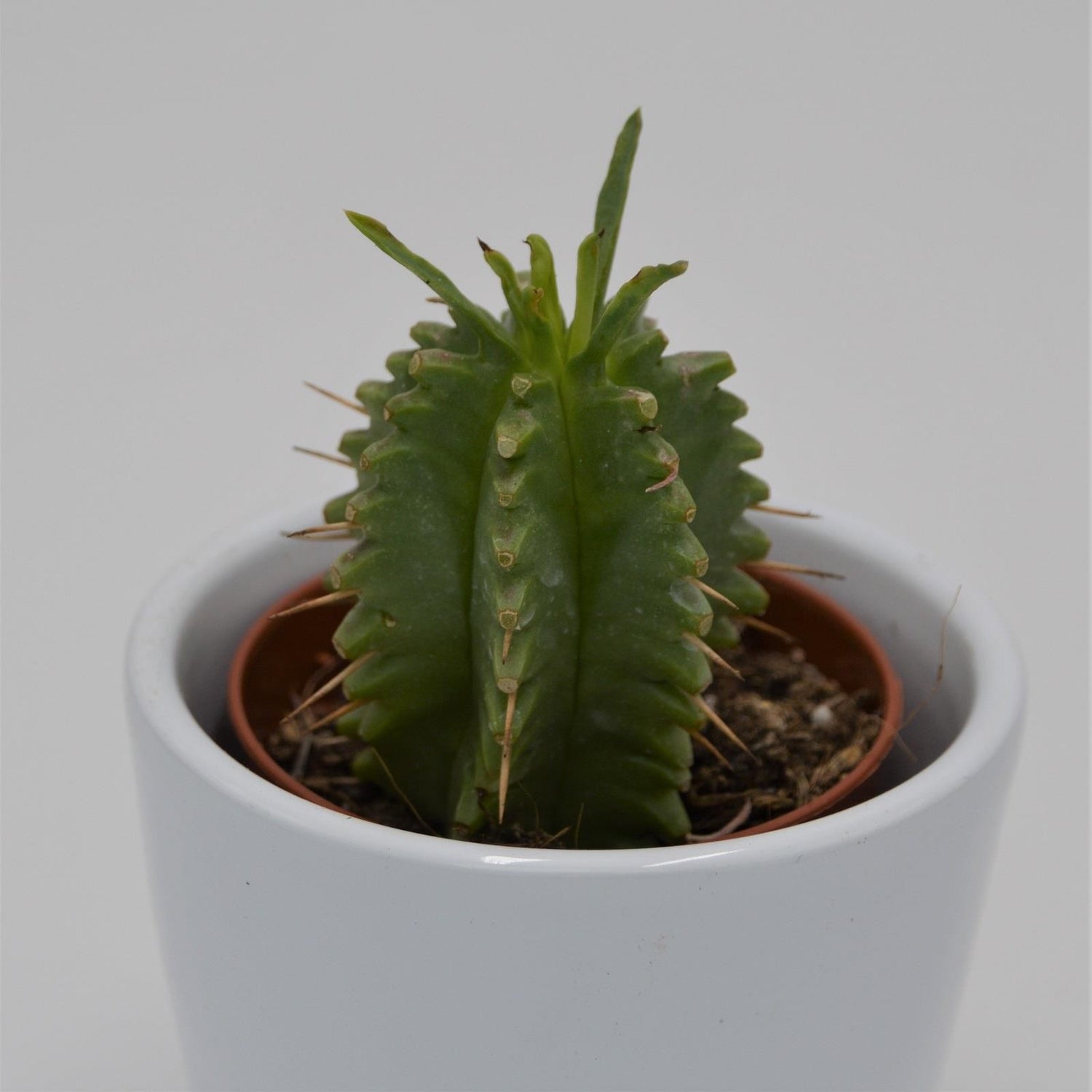 Euphorbia japonica - 5.5cm