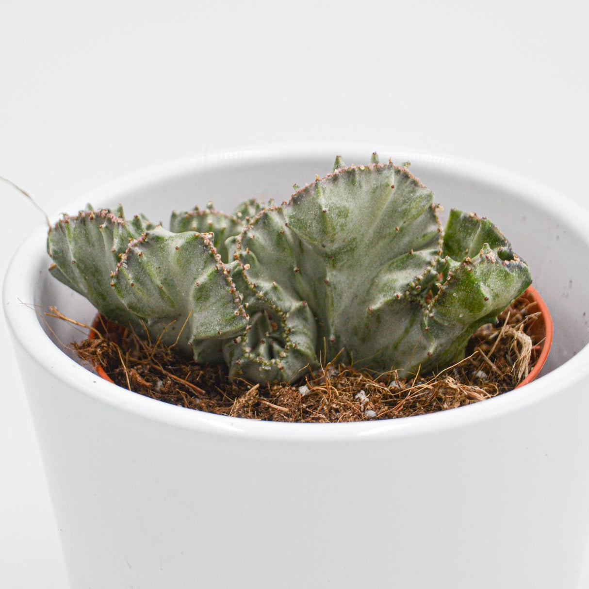 Euphorbia lactea f. variegata cristata - 8,5cm