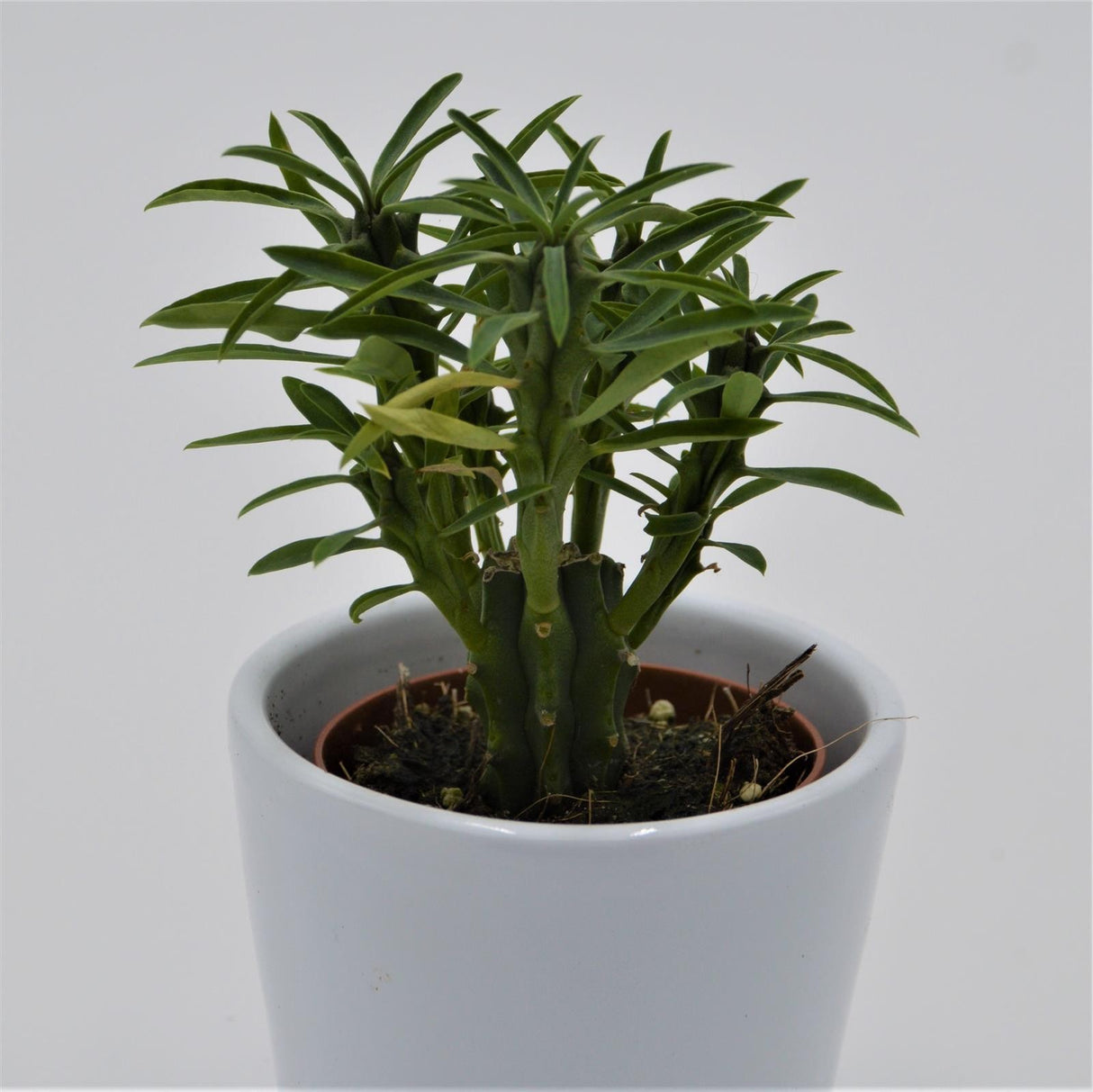 Euphorbia loricata - 5.5cm