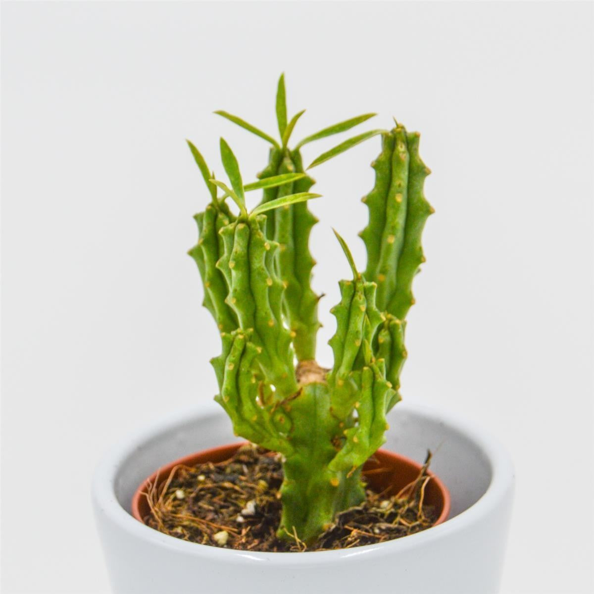 Euphorbia loricata - 5.5cm