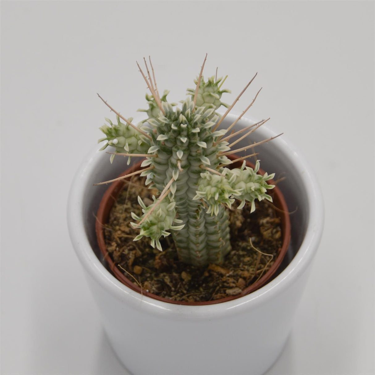Euphorbia mammillaris f. variegata - 5.5cm