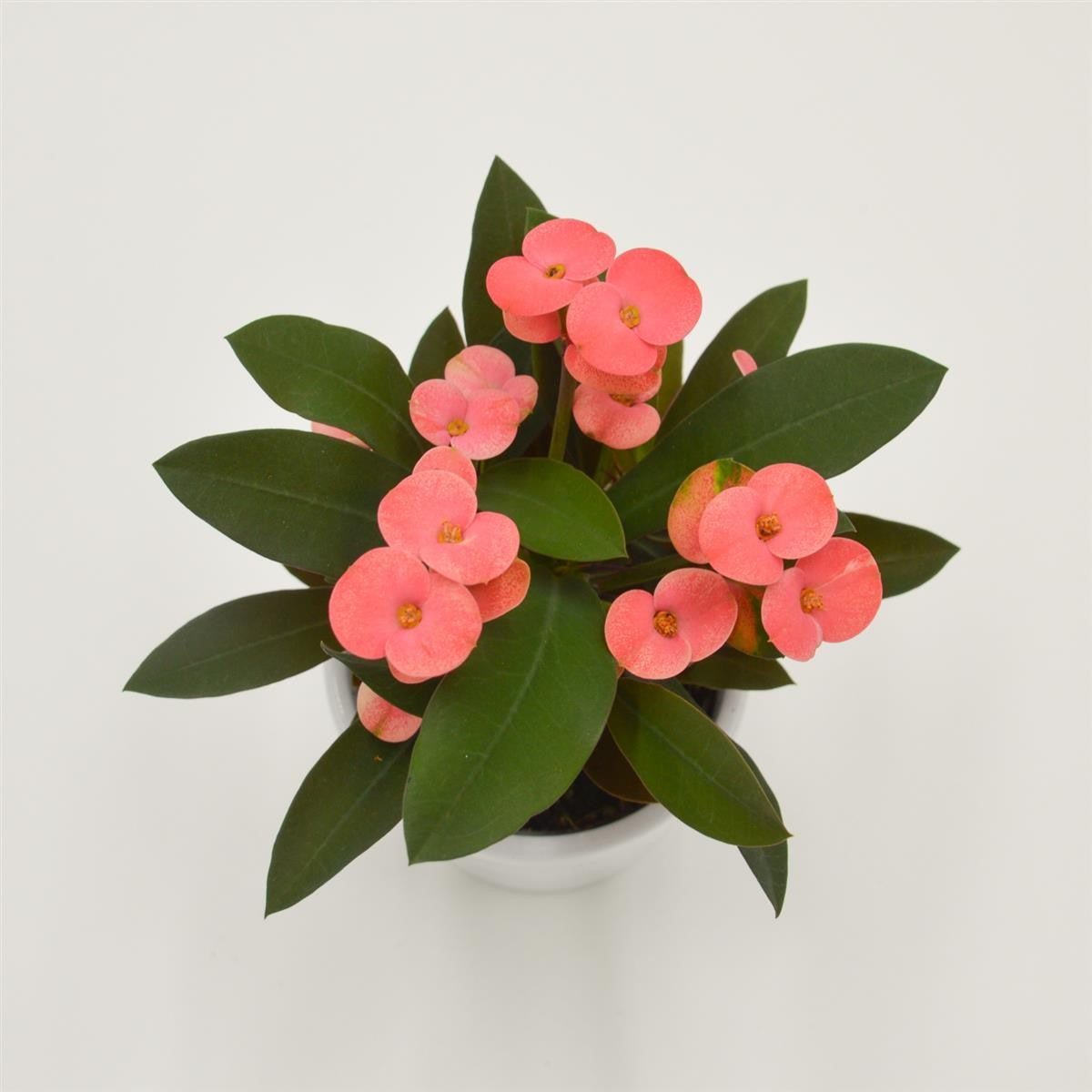 Euphorbia milii Athene (pink) - 6cm