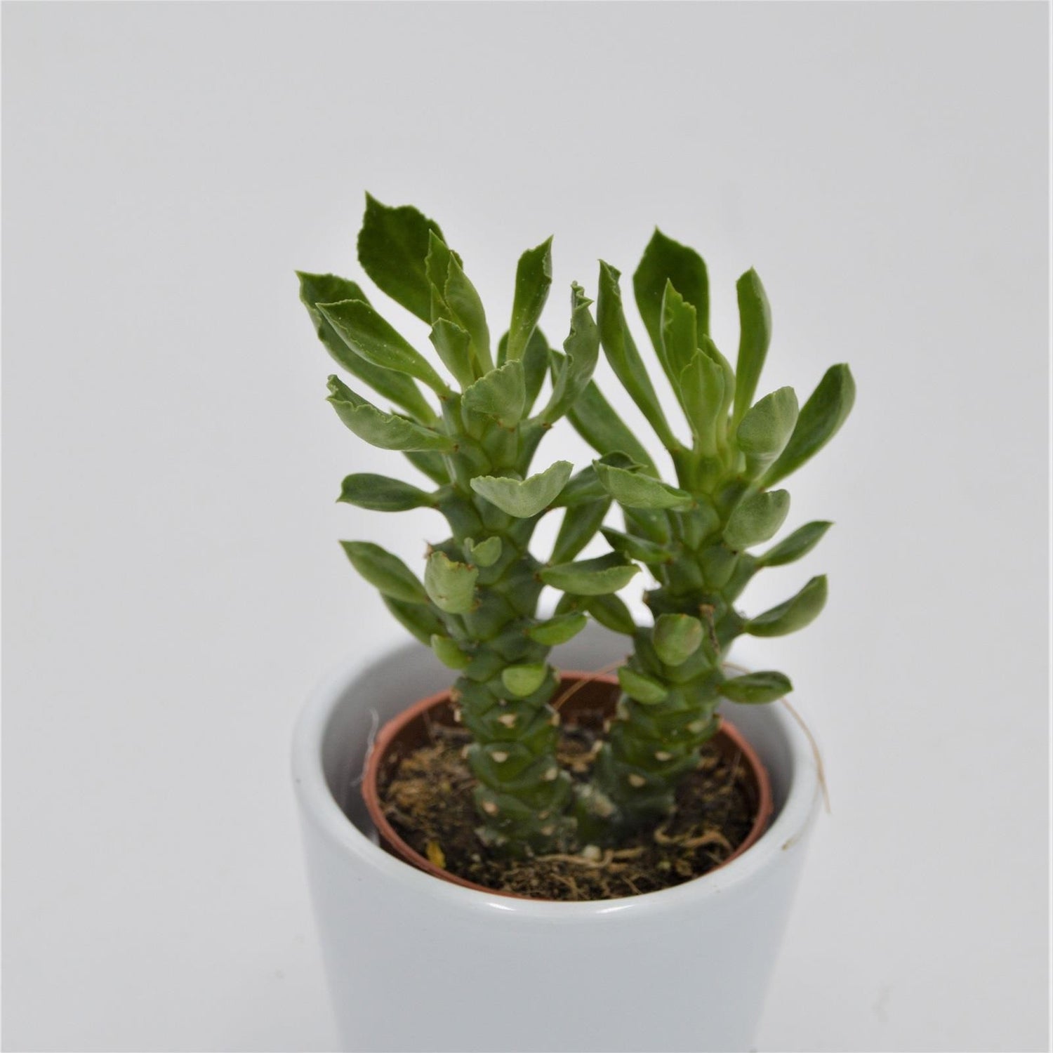 Euphorbia neostapelioides - 5.5cm