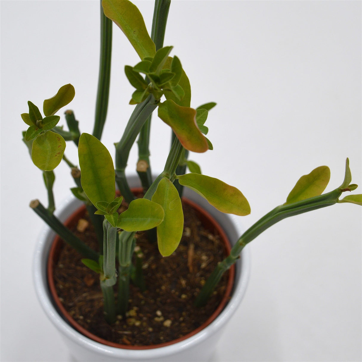 Euphorbia phosphorea - 10,5cm