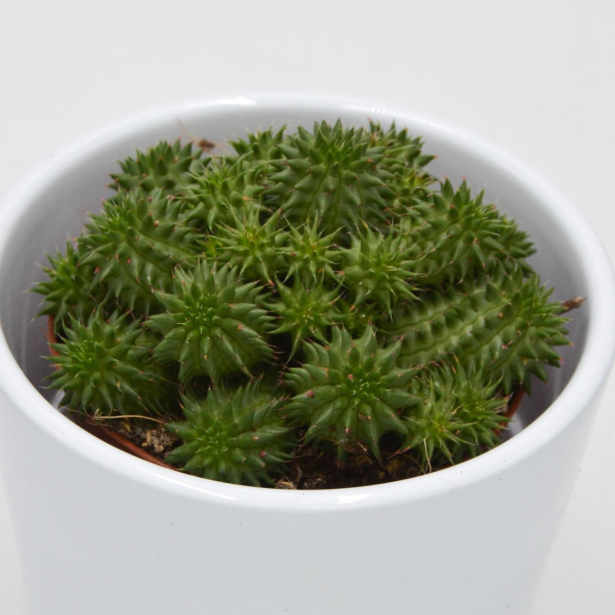 Euphorbia susannae - 8,5cm