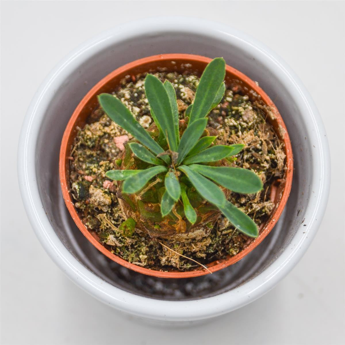 Euphorbia suzanne x bupleurifolia - 5.5cm