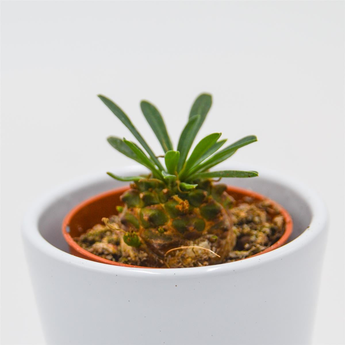 Euphorbia suzanne x bupleurifolia - 5.5cm