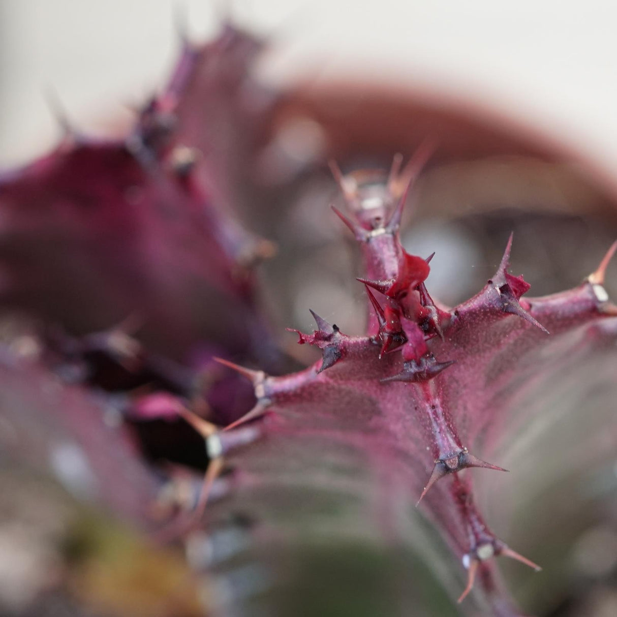 Euphorbia trigona Rubra - 5,5cm