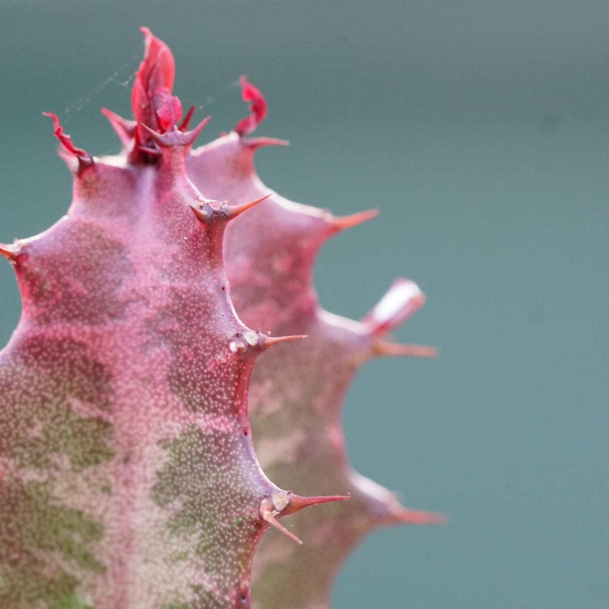 Euphorbia trigona Rubra - 5,5cm