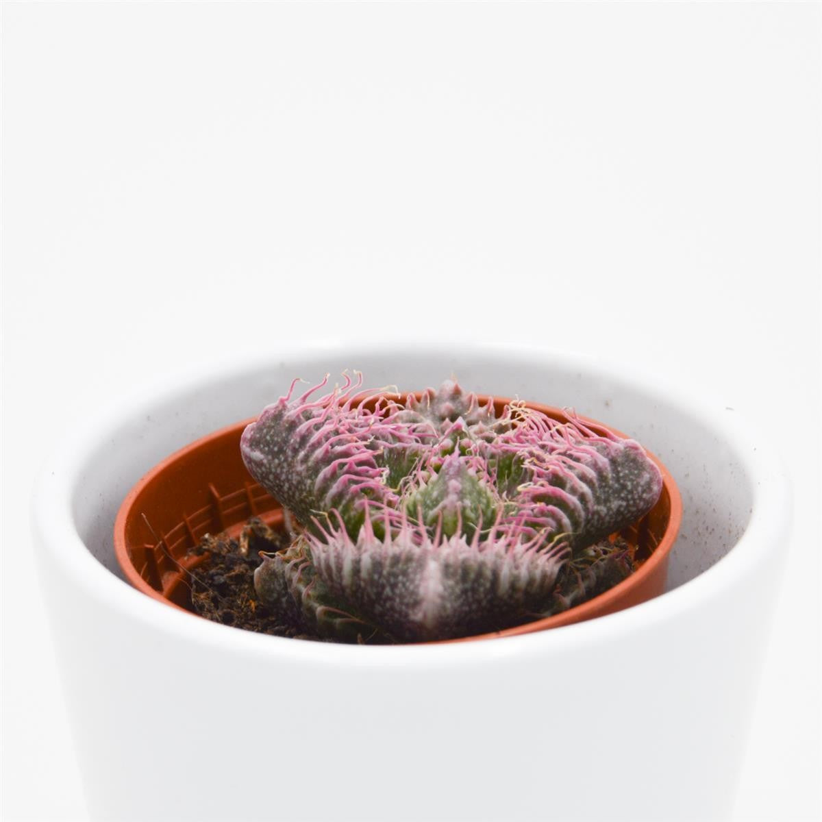 Faucaria Monster - 5.5cm