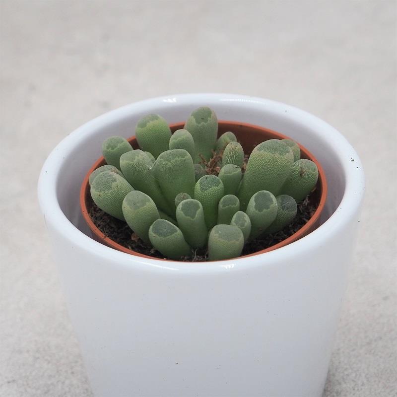 Frithia pulchra - 5,5cm