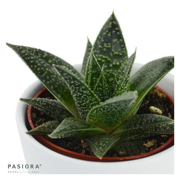 Gasteria Flow Wander - 6cm