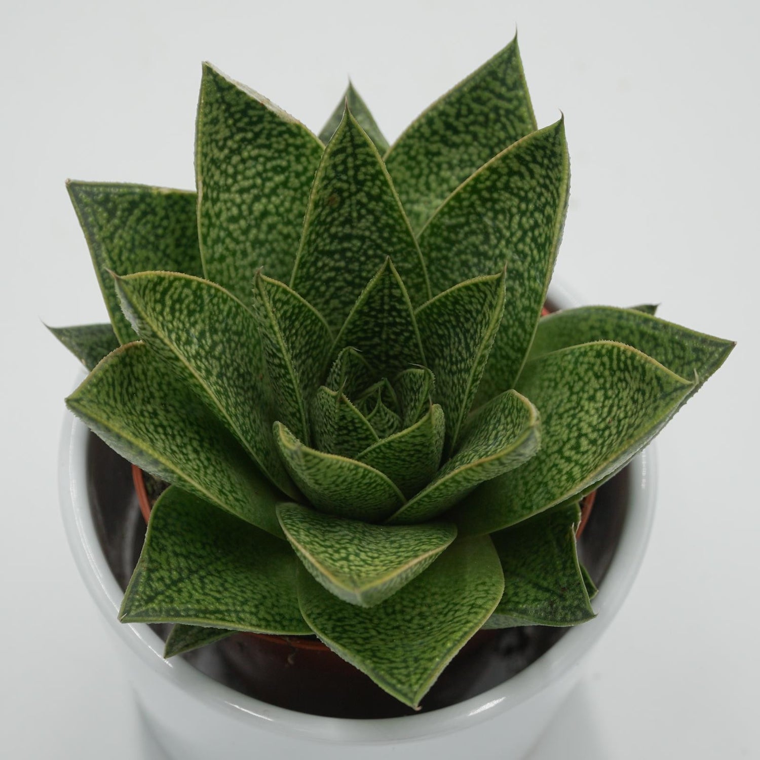 Gasteria Tiga - 8.5cm