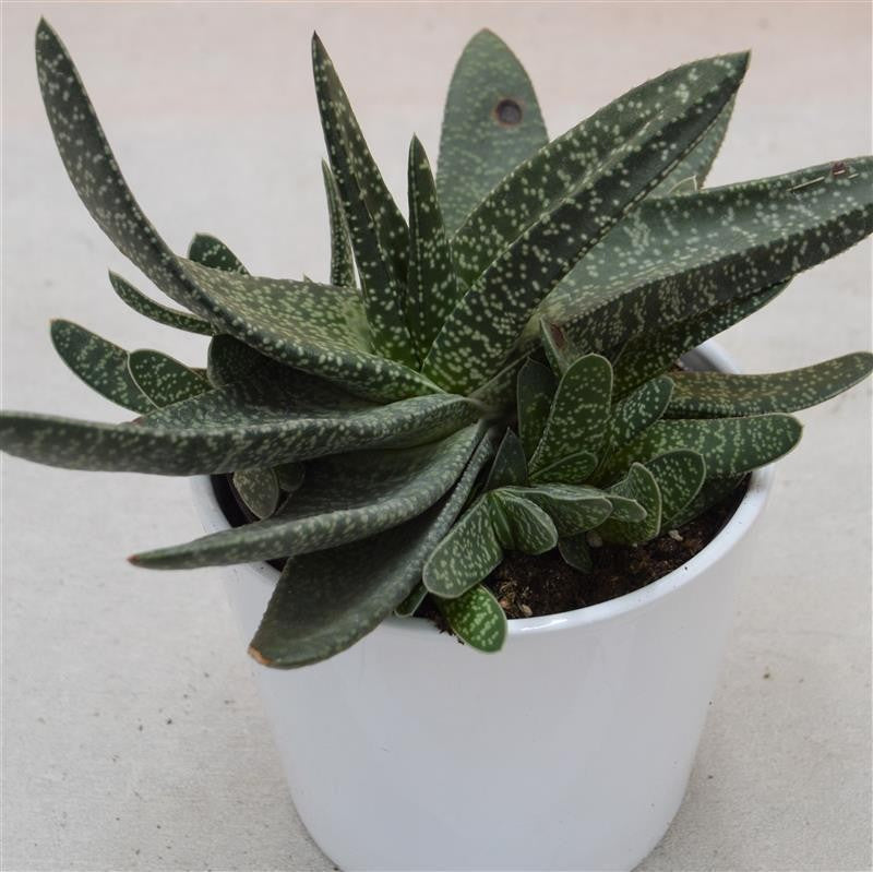Gasteria varrucosa - 12cm