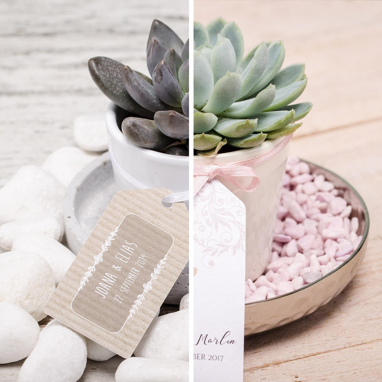 Sukkulenten Gastgeschenke zusammenstellen