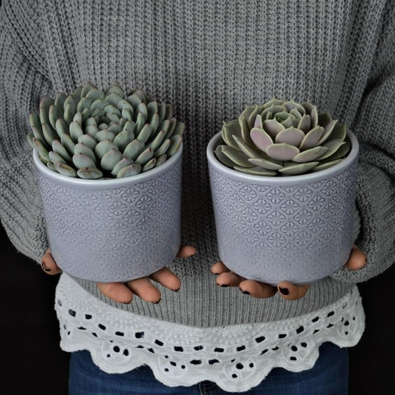 Gift set - Echeveria love
