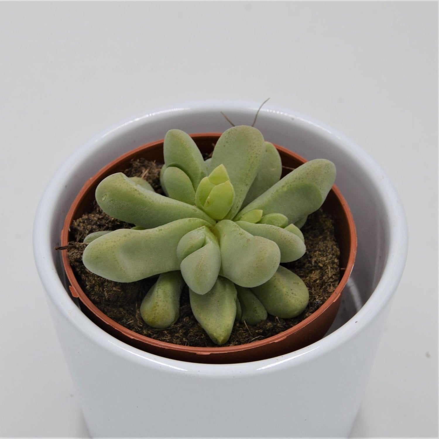 Glottiphyllum nelii - 8.5cm