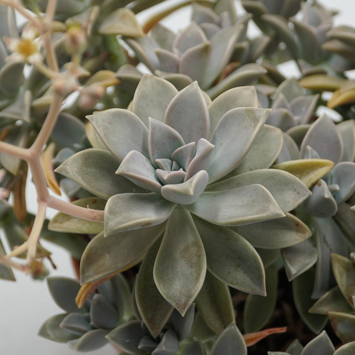 Graptopetalum paraguayense - 14cm