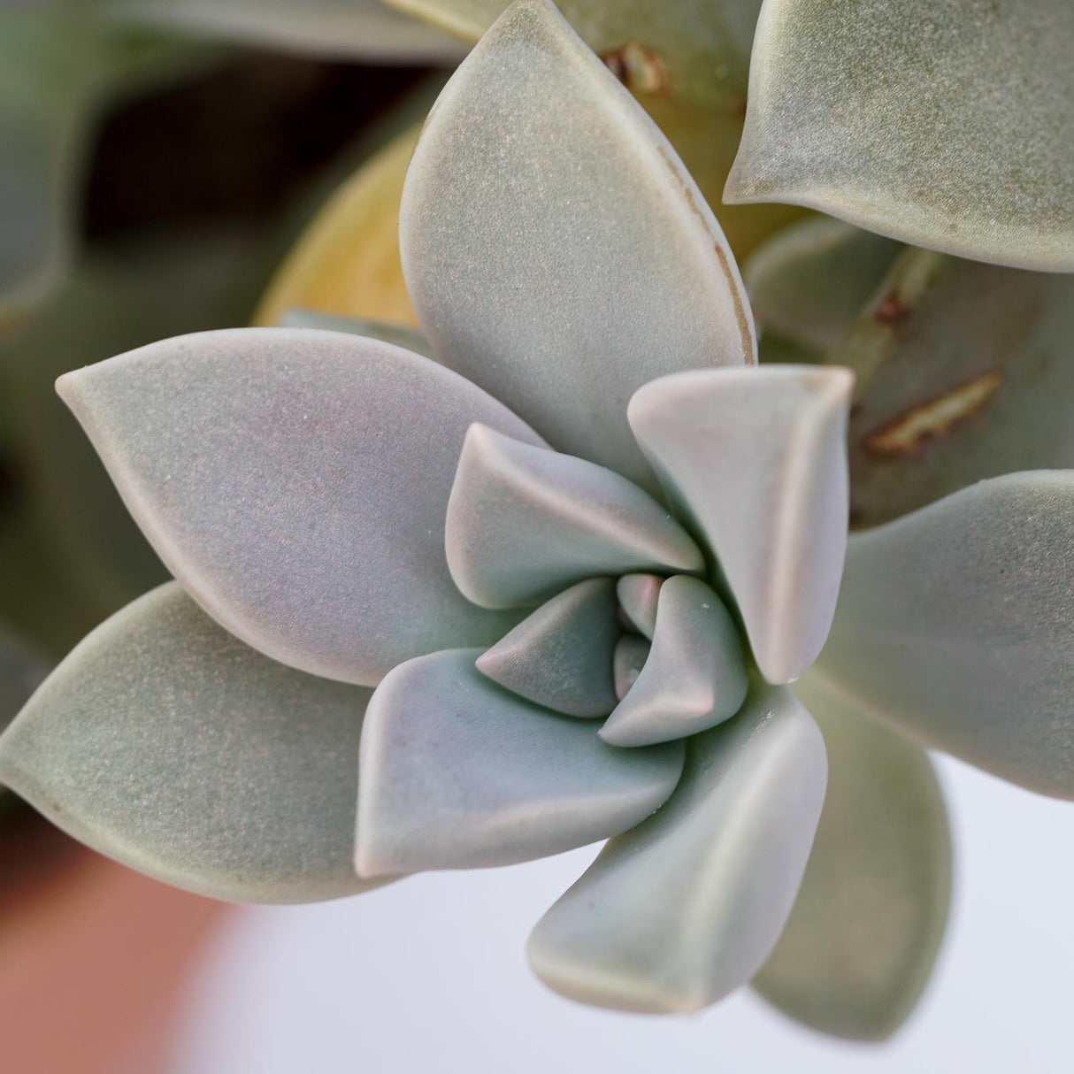 Graptopetalum paraguayense - 14cm