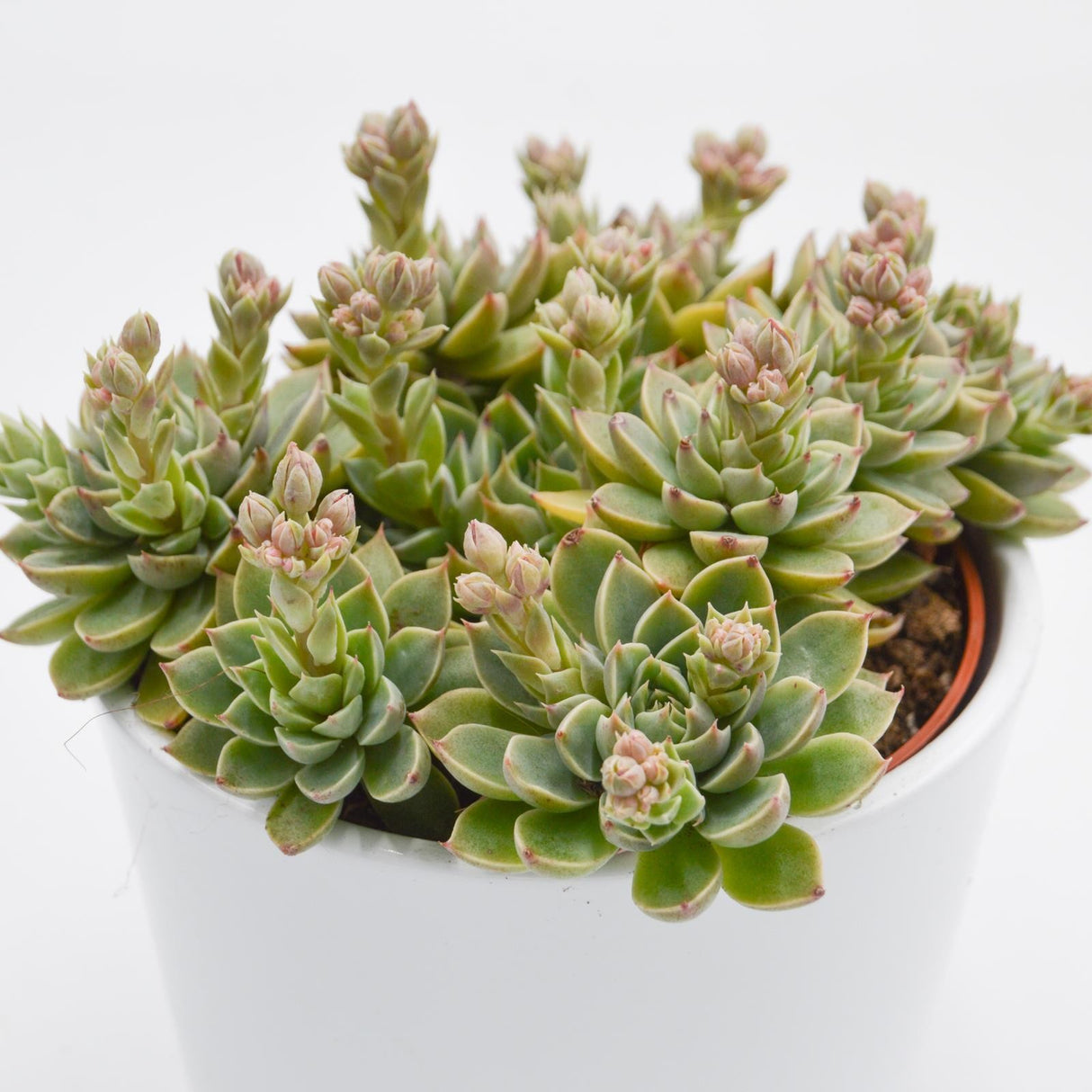 Graptopetalum Altair - 12cm