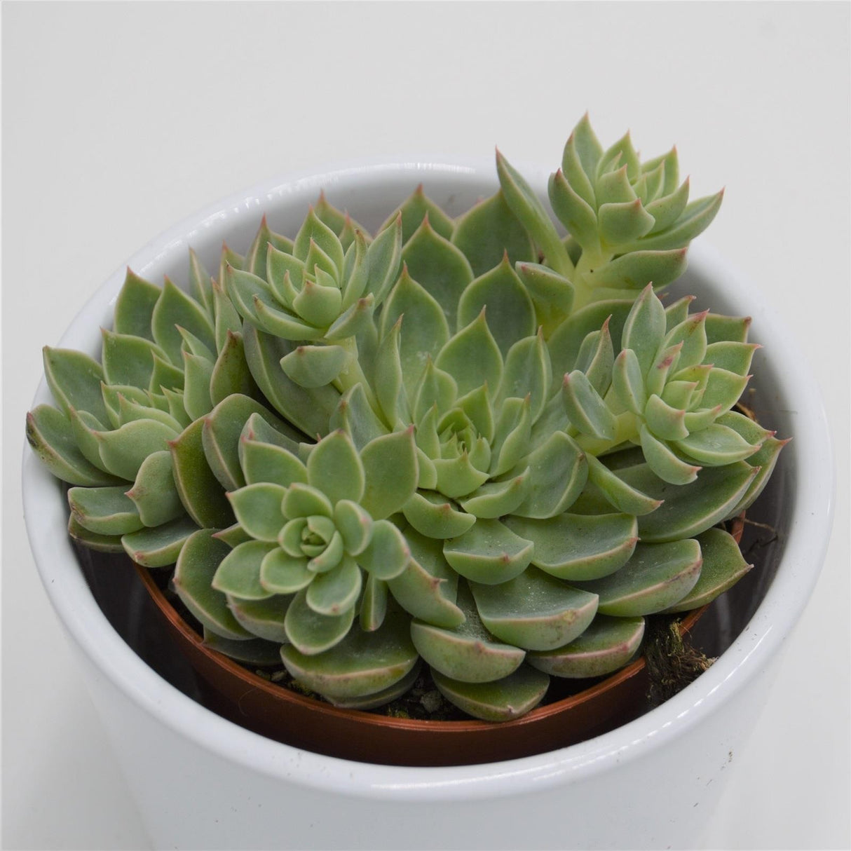 Graptopetalum Altair - 8.5cm