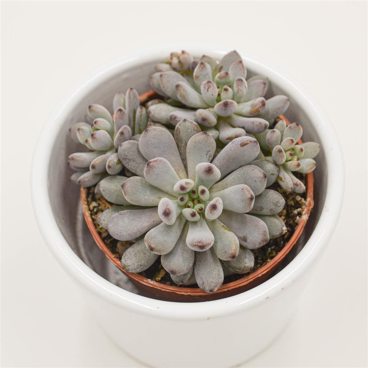 Graptopetalum Blue Beans - 5.5cm