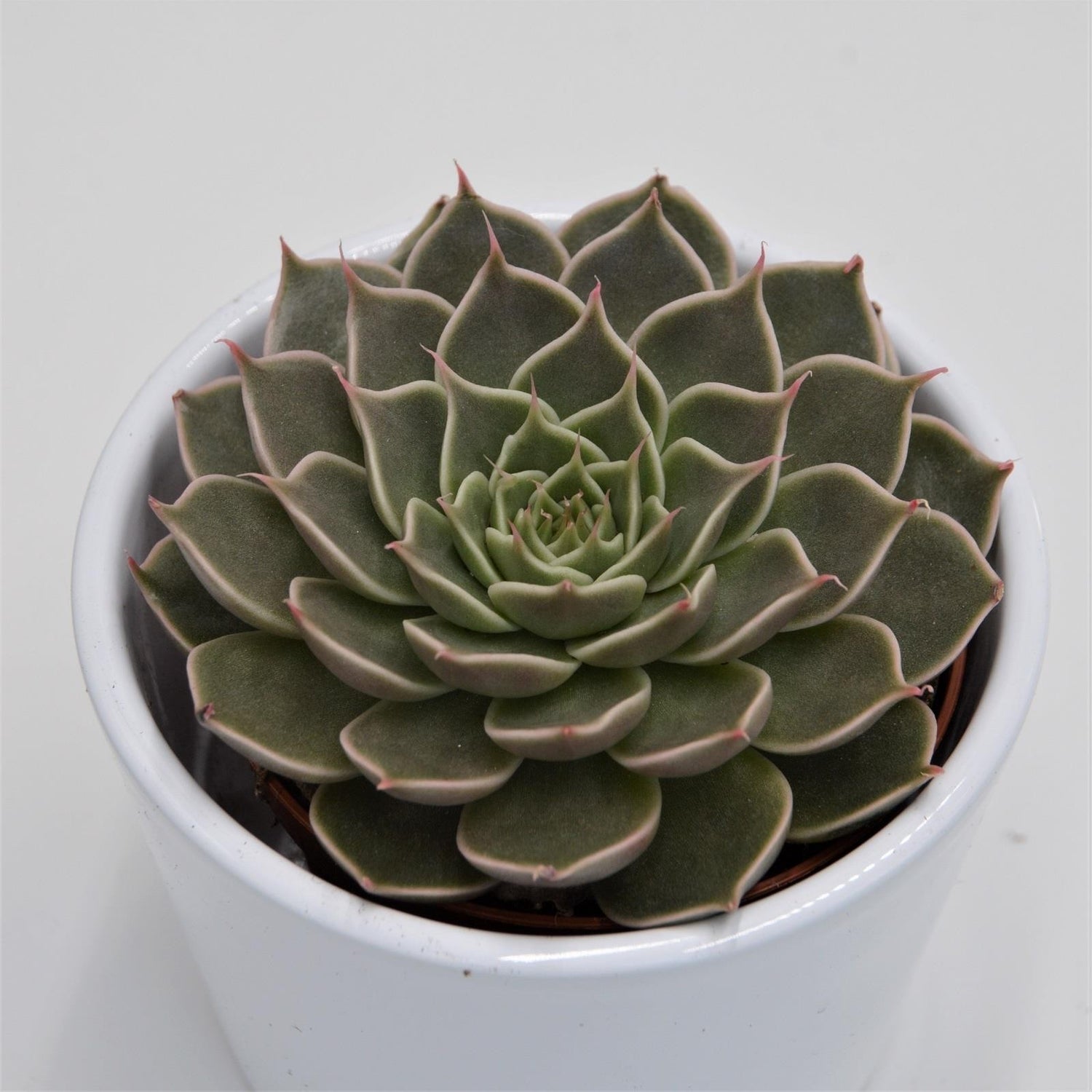 Graptopetalum Canopus - 8.5cm