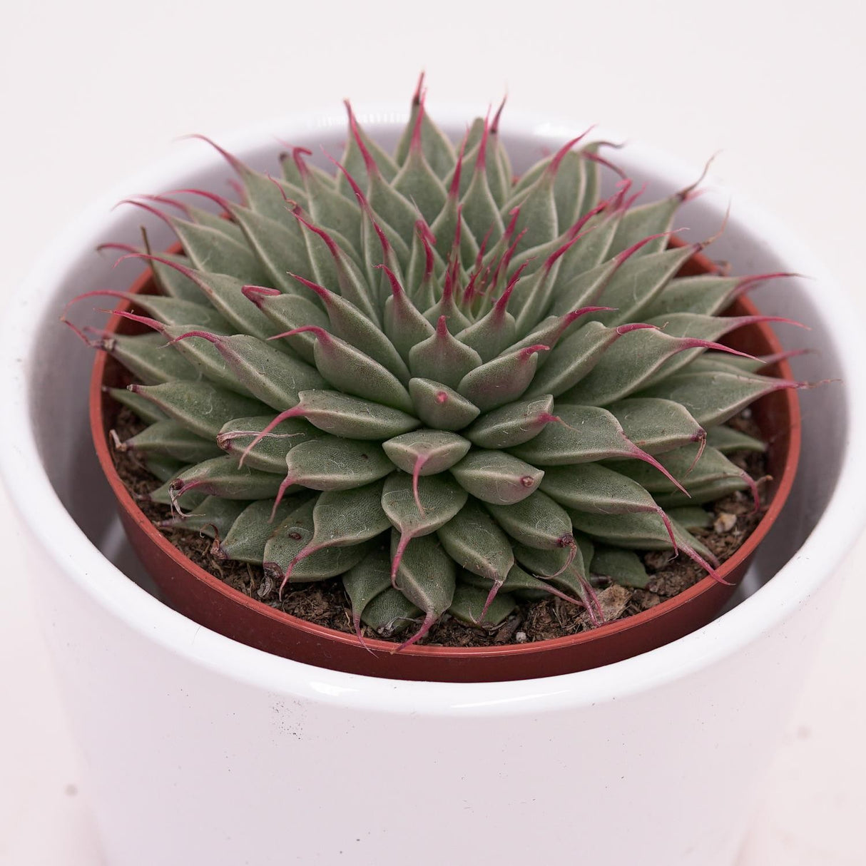 Graptopetalum filiferum - 8.5cm