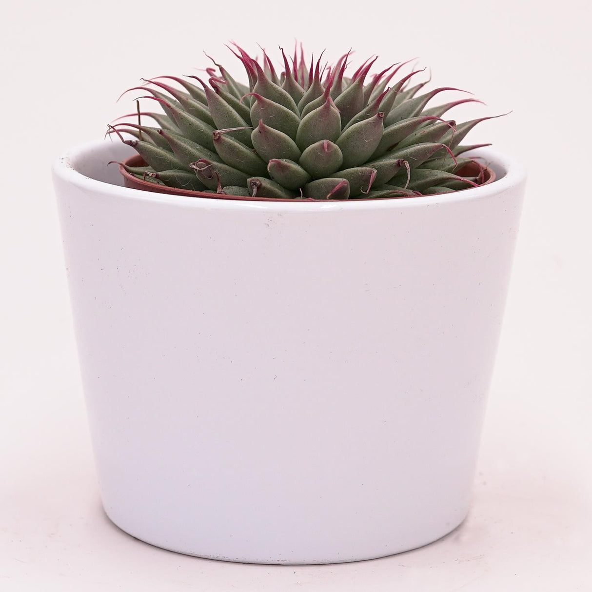 Graptopetalum filiferum - 8.5cm