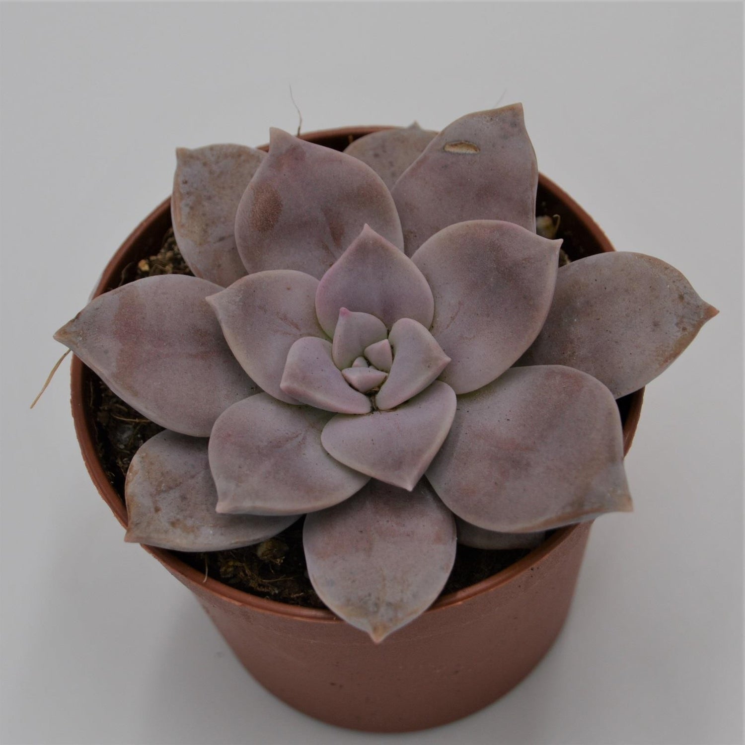 Graptopetalum pentandrum ssp. superbum - 6.5cm